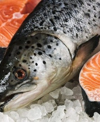 Cá hồi Nauy